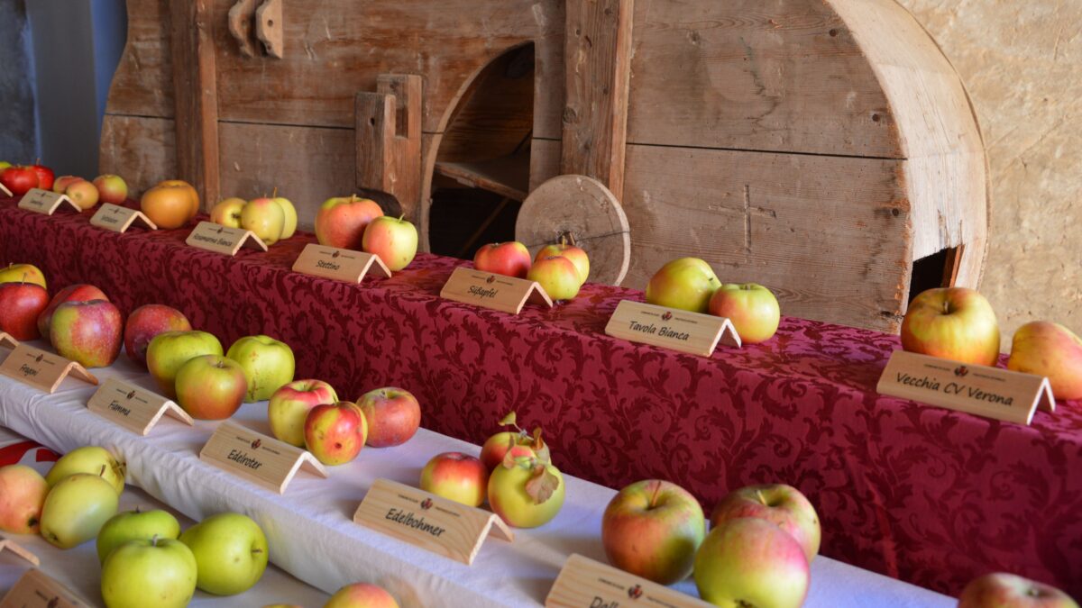 Il Trentino celebra le sue mele Dop. Tutti invitati per il grande raccolto