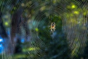 I ragni, protagonisti in natura e nei film