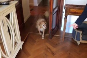 Le pillole di galateo di Petra e Carlo: a spasso con il cane