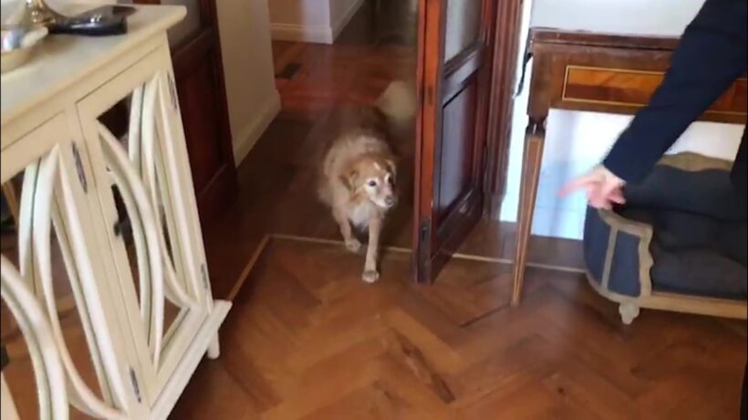 Le pillole di galateo di Petra e Carlo: a spasso con il cane