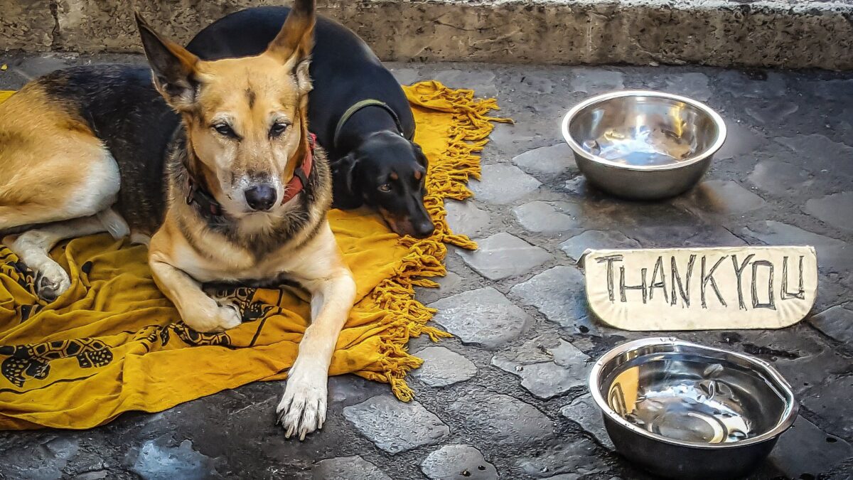 Cani randagi deportati in Nord Italia, il business che piace anche alla mafia