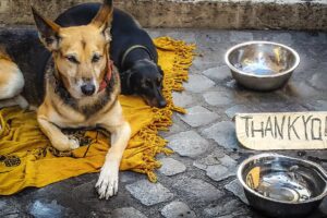 Cani randagi deportati in Nord Italia, il business che piace anche alla mafia
