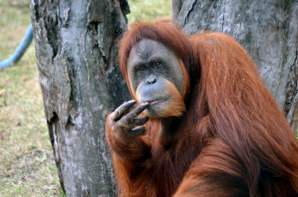 Anche per gli animali la matematica non è mai un’opinione