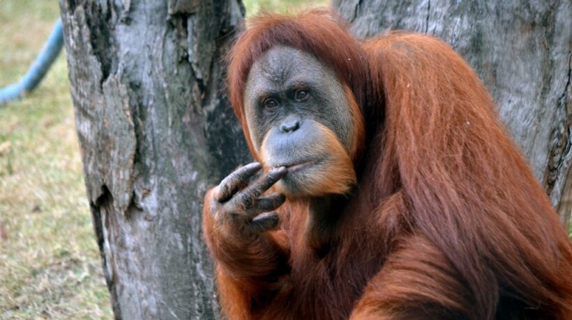 Anche per gli animali la matematica non è mai un’opinione