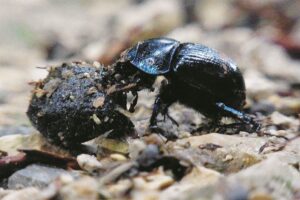 Gli insetti da spiaggia a rischio estinzione
