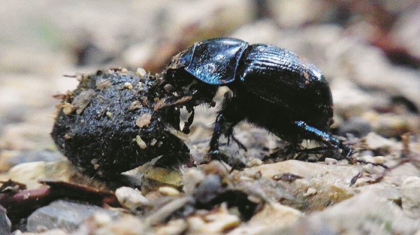 Gli insetti da spiaggia a rischio estinzione