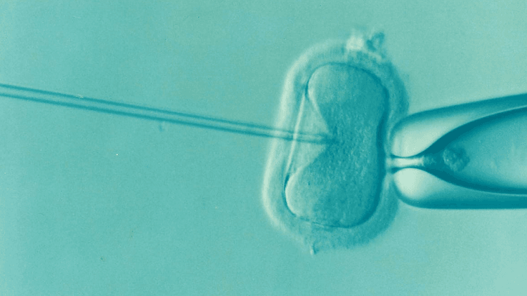 Quarant’anni fa la prima nascita da fecondazione artificiale: una data da festeggiare?