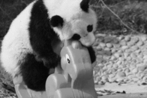 Veglie e sofferenza. Gli animali in lutto per parenti e amici