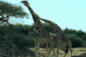 Tra animali una zuffa ogni due minuti. Poi giocano e ballano