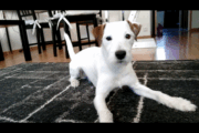 Il business dei test genetici su cani e gatti