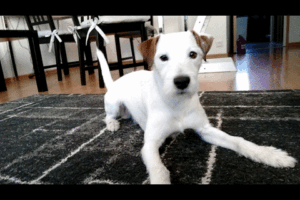 Il business dei test genetici su cani e gatti