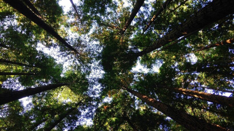 Se pensano solo ai gas, gli ambientalisti fanno male alla Terra