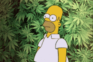 Boom di negozi di cannabis light. E così ora in Italia è legale drogarsi