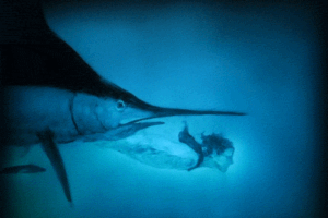 Una trappola d’amore «cucina» il pesce spada