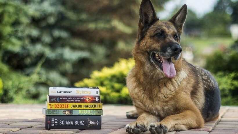 È la libreria il luogo più adatto per portare a spasso i vostri cani