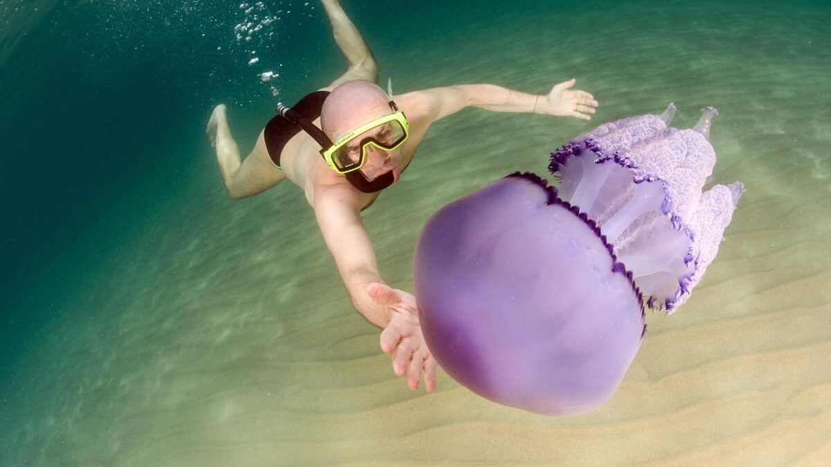Non è la pipì il rimedio ai dolorosi incontri con alcune creature che abitano il mare