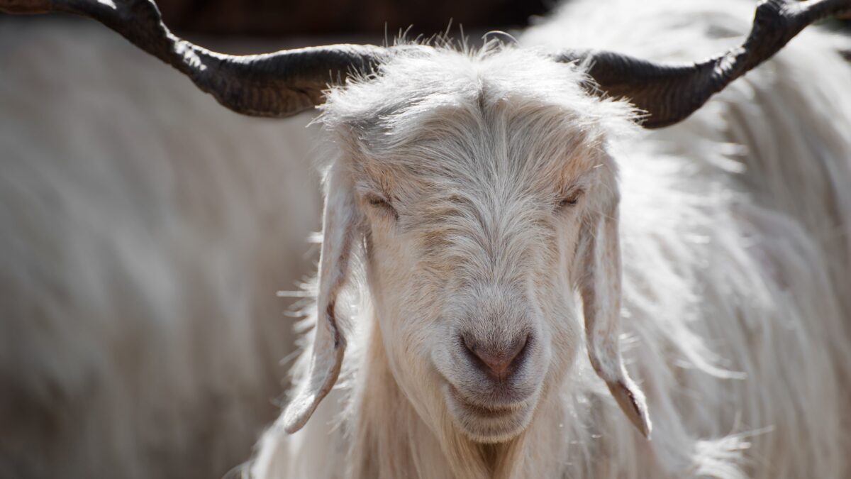 Le case di moda riciclano il cashmere. Costa meno e salva pure la Mongolia