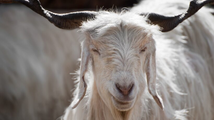 Le case di moda riciclano il cashmere. Costa meno e salva pure la Mongolia