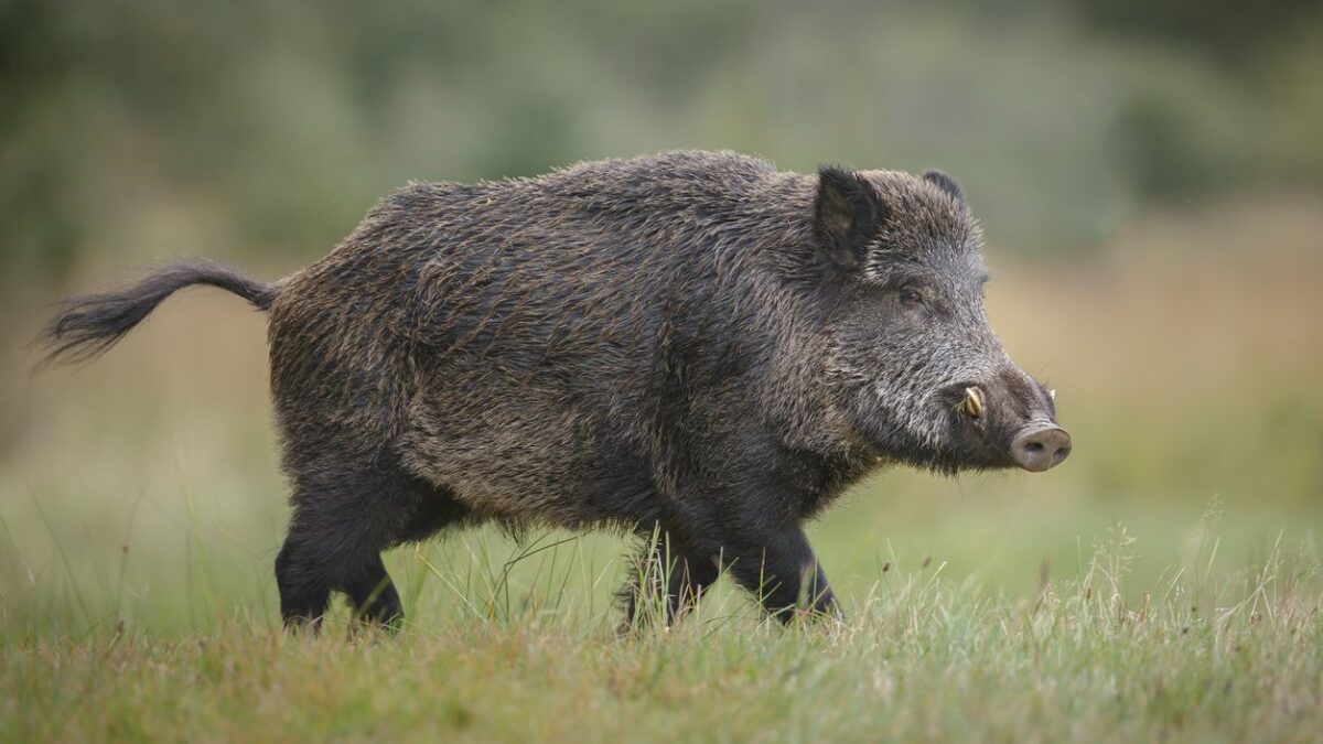 Per rimanere vivi bisogna mangiare il cinghiale