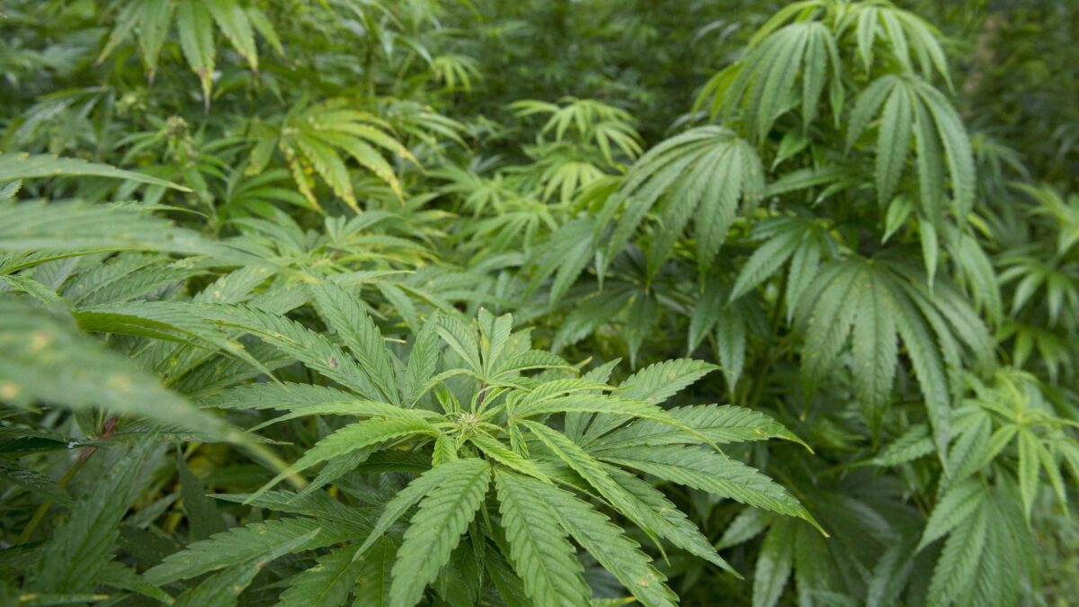 Cannabis in regalo a chi compra il libro su Amazon, Ibs e nelle Feltrinelli
