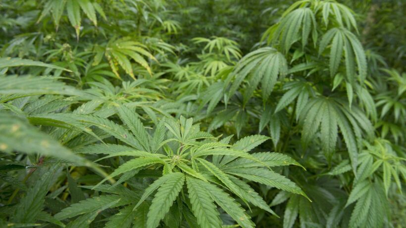 Cannabis in regalo a chi compra il libro su Amazon, Ibs e nelle Feltrinelli