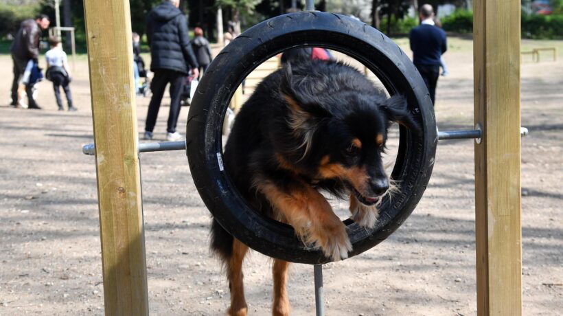 La ricetta elettronica veterinaria è un balzello per chi ha cani o gatti