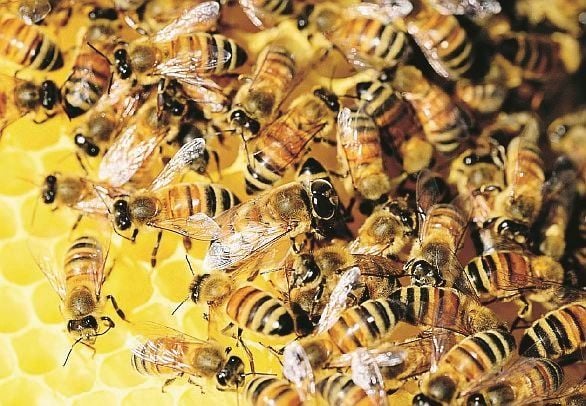 Gli animali piangono, ma non solo di dolore