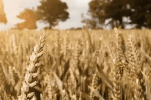 Grano «sovrano». Non è una questione di autarchia, è che noi italiani lo facciamo meglio