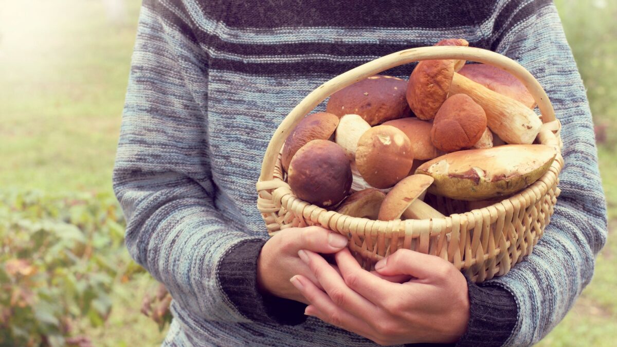 Passione funghi, comincia la «vendemmia dei boschi». Al Nord si attende una raccolta record