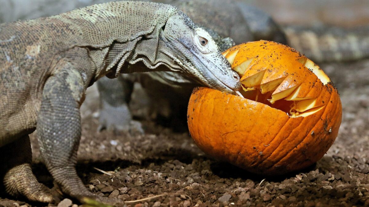 Tempo di zucca. Dolce, colorato e soprattutto sano. I segreti dell’ortaggio dai molti usi