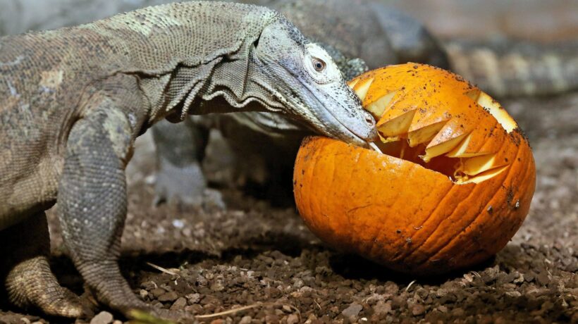 Tempo di zucca. Dolce, colorato e soprattutto sano. I segreti dell’ortaggio dai molti usi