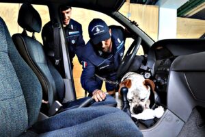 «Con 8 mesi di corso i cani abbandonati diventano poliziotti»