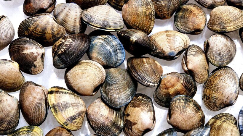 Le vongole italiane devono sparire per 3 millimetri di euroburocrazia