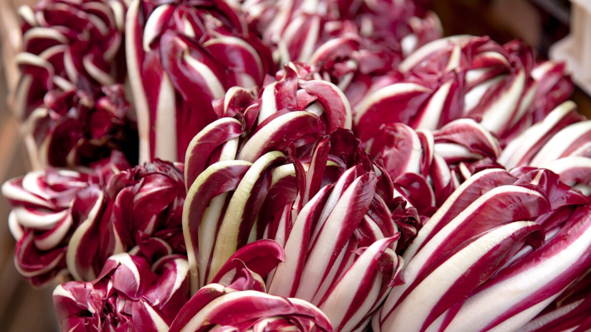 Il radicchio di Treviso, la saudade dell’orto