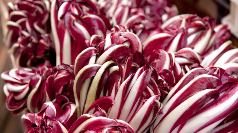 Il radicchio di Treviso, la saudade dell’orto