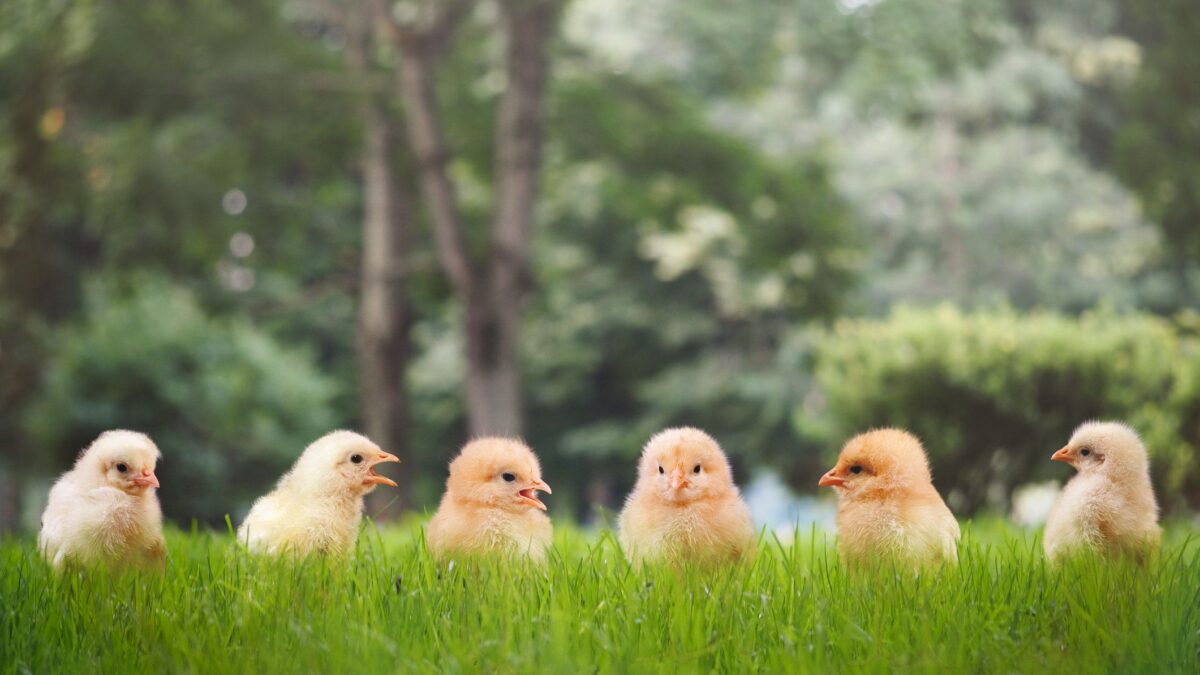 L’impero del pollo bio è nato in un cortile grazie a un meccanico e a 50 pulcini liberi