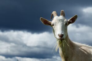 Riscossa della capra, il maiale con le corna