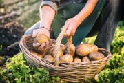 «Le patate di scarto? Teniamole al freddo». E poi ce le vendevano