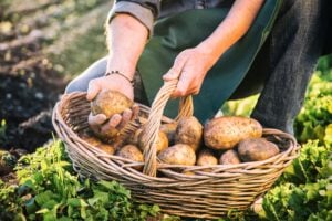 «Le patate di scarto? Teniamole al freddo». E poi ce le vendevano