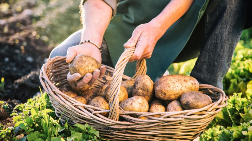 «Le patate di scarto? Teniamole al freddo». E poi ce le vendevano