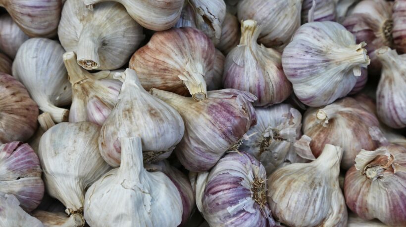 La grande rivincita dell’aglio: da cibo «villano» a cibo medicinale