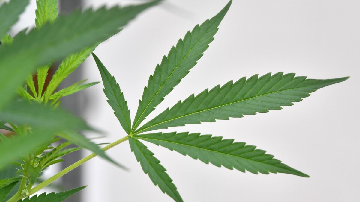 Pro Vita & Famiglia: «Emendamento su cannabis light “Manovra ideologica” sulla salute degli italiani»