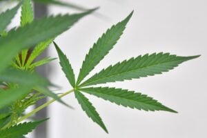 Pro Vita & Famiglia: «Emendamento su cannabis light “Manovra ideologica” sulla salute degli italiani»
