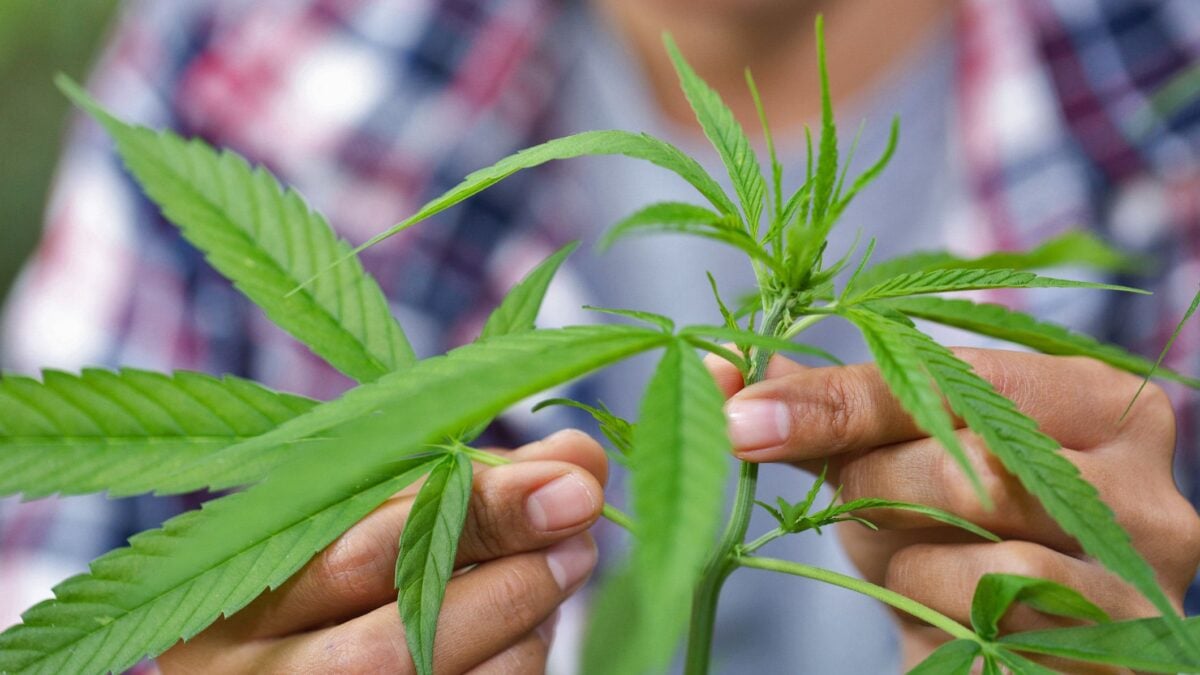 Contivare cannabis in casa non è più reato