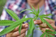 Contivare cannabis in casa non è più reato