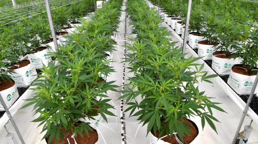 Liberalizzazione cannabis su Milleproroghe, Pro Vita & Famiglia: «Non chiamatelo blitz, né furbata. È una truffa»