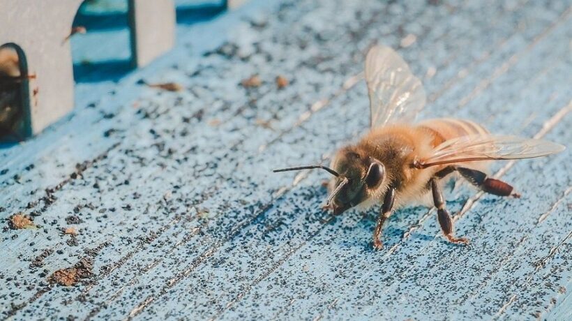 L’arma delle api. La propoli, usata per difendere gli alveari, è una panacea per la salute