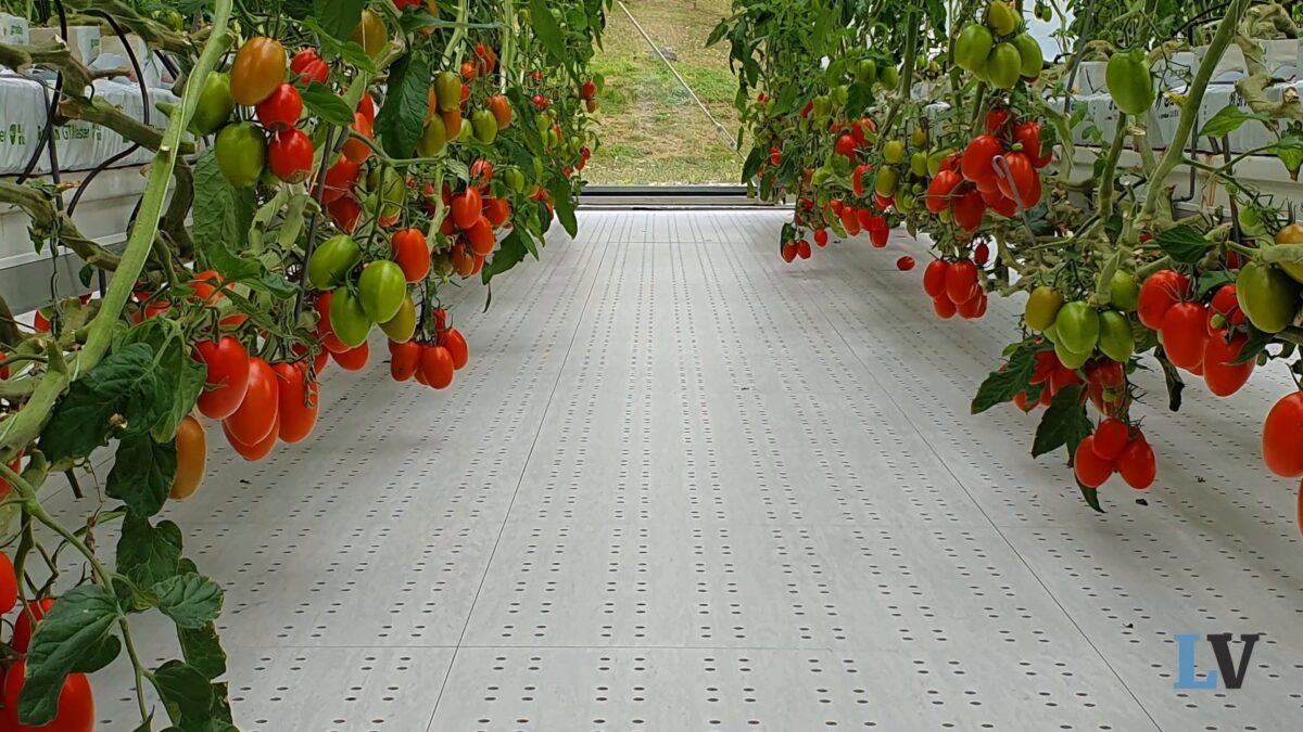 A Rieti si produce in serra l’insalata super bio: in 7 giorni è pronta per la tavola