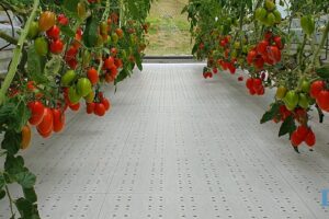 A Rieti si produce in serra l’insalata super bio: in 7 giorni è pronta per la tavola
