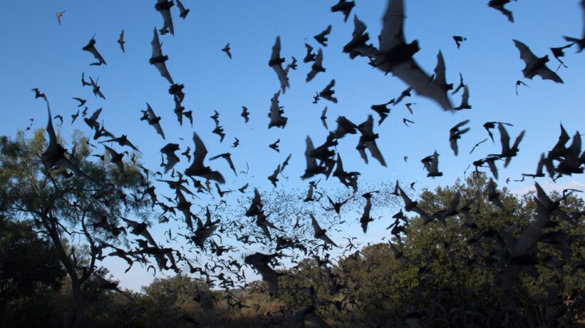 Il volo iperattivo del pipistrello riflette l’autolesionismo occidentale